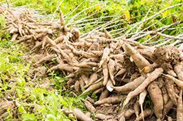 SVP Twinning South West Region Cassava Project